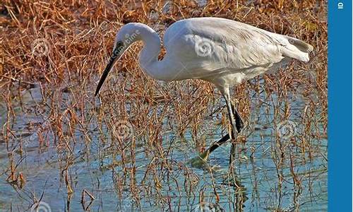 egret 捕鱼 源码_纯捕鱼源码